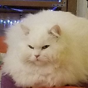 Meet your Posher, Kara